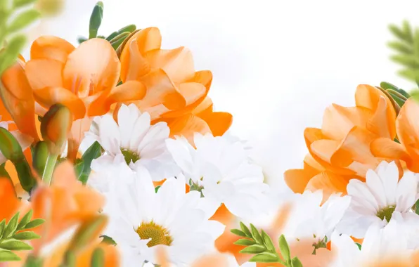 Flowers, flowers, white chrysanthemums, white chrysanthemum