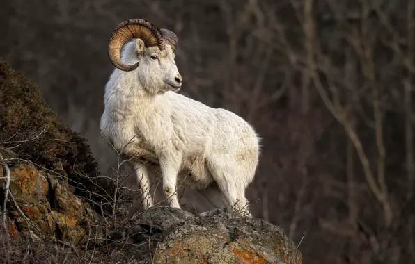 Nature, background, Dall Sheep