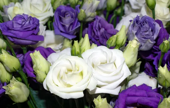 Flowers, bouquet, white, a lot, lilac, eustoma