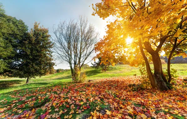 Picture The sun, Autumn, Trees, Autumn, Forest landscape, Autumn landscape in the park, Sunny blue sky, …