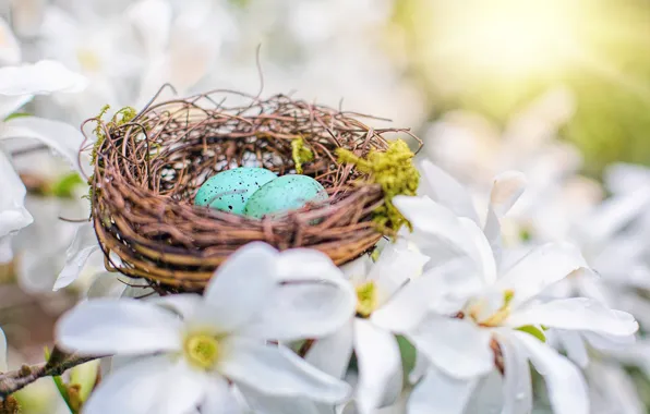Nature, eggs, spring, Easter, dogwood, eggs of Robin