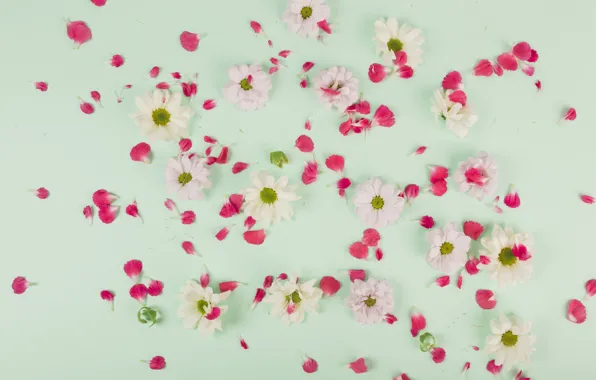 Flowers, Petals, white, Chrysanthemum