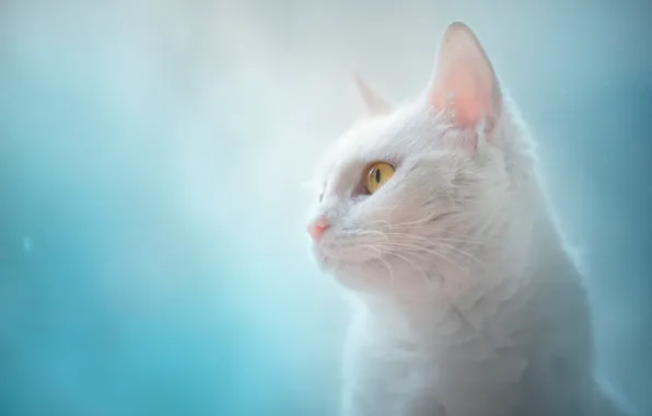 Look, background, portrait, muzzle, white, kitty