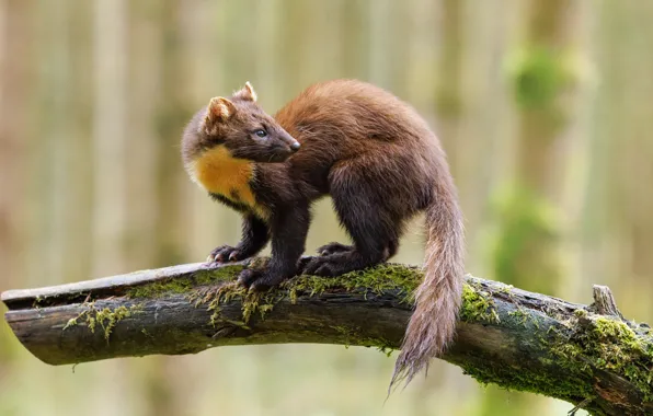 Look, nature, pose, face, marten