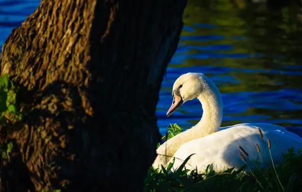 Picture white, grass, light, trees, blue, background, bird, shore
