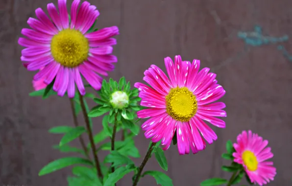 Picture leaves, petals, stem, yard, flowerbed