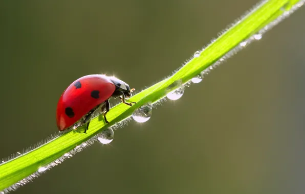 Picture drops, macro, light, ladybug
