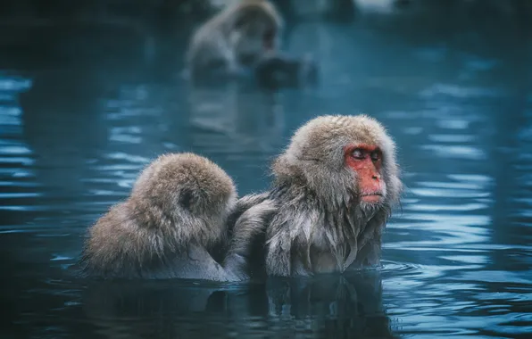 Water, relax, bathing, monkey, monkey, face, pond, blue background
