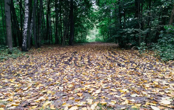 Picture autumn, forest, leaves, trees, nature, Russia, September, Artem