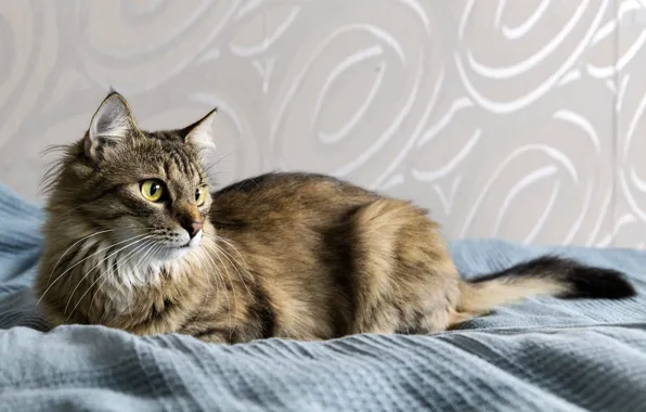 Fluffy cat, looking to the side, lying on the bed