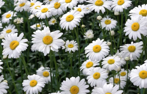 Field, chamomile, petals, meadow