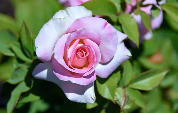 Picture leaves, close-up, pink, rose, petals, Bud