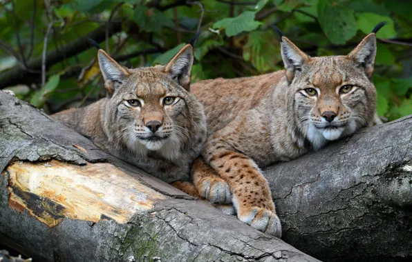 Look, leaves, tree, two, portrait, pair, log, lynx