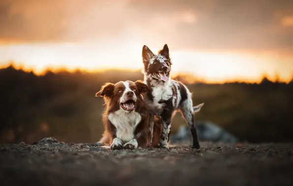 Picture dogs, nature, friends