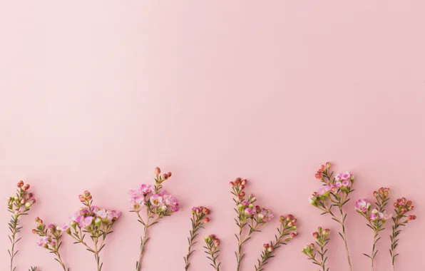 Picture background, pink, Flowers