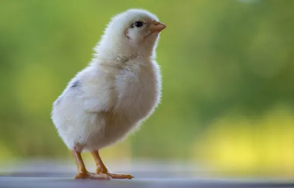 Chickens, baby, chicken