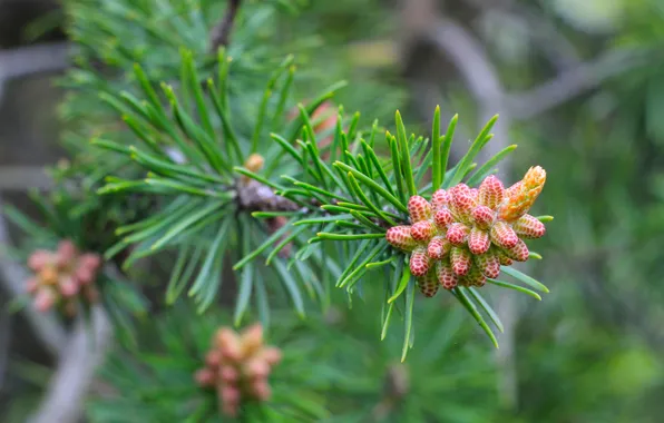 Spring, pine, twig