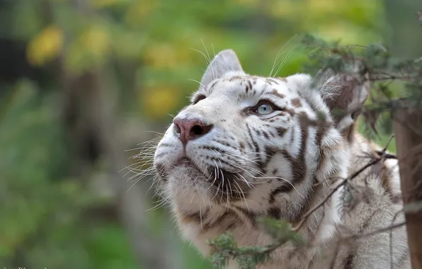 Face, interest, predator, white tiger, wild cat, attention, curiosity, look up