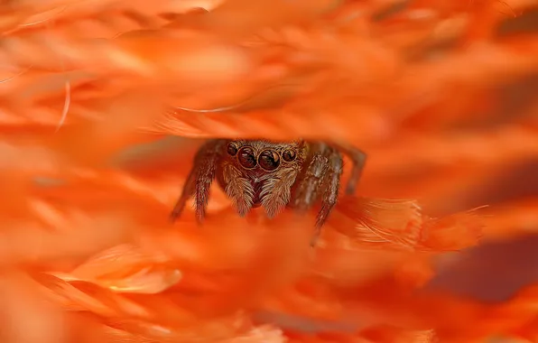 Flower, spider, petals, jumper, hid