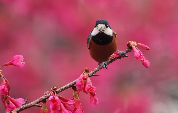 Flowers, background, bird, branch, spring, pink