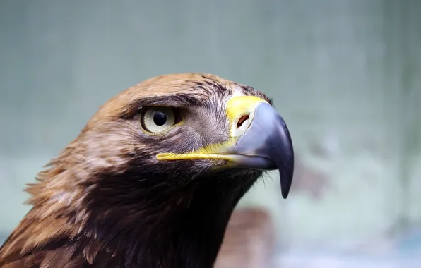 Picture bird, wildlife, wing, beak