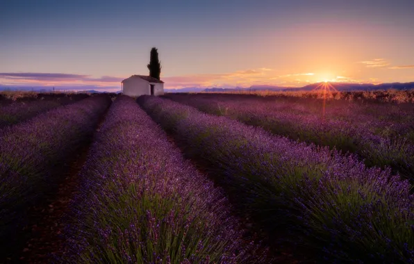 Field, the sun, the barn, house, lavender