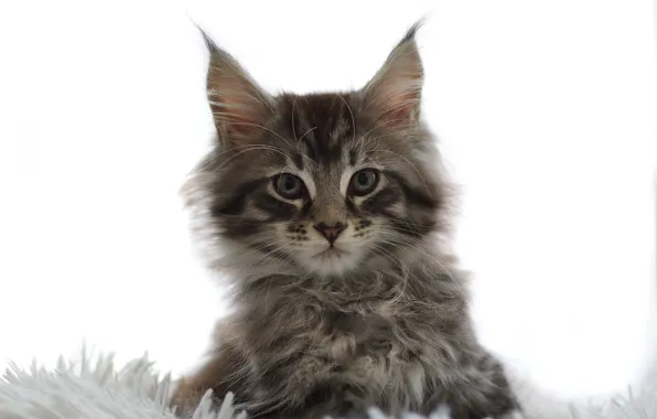 Picture look, fluffy, muzzle, white background, kitty
