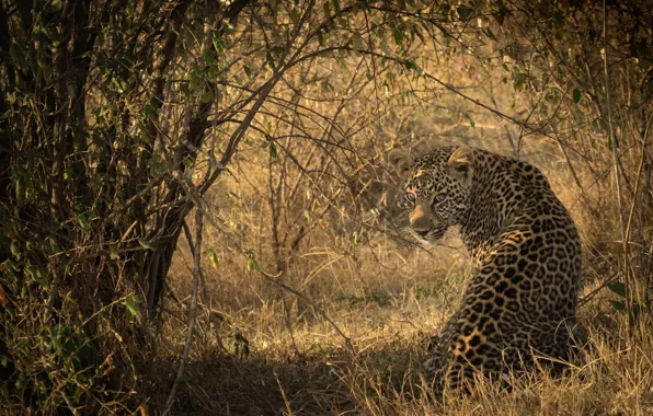Light, shadow, predator, spot, leopard, Africa, color, sitting