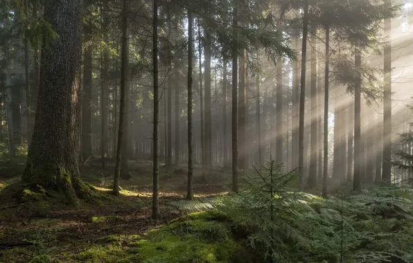 Picture forest, trees, haze, sunlight