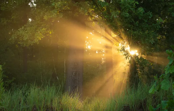Greens, forest, summer, grass, the sun, rays, light, trees