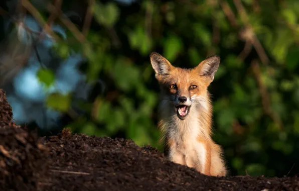 Picture face, surprise, Fox, red, bokeh