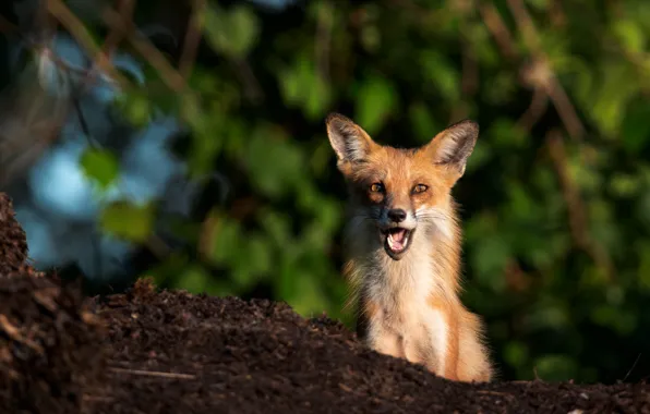 Face, surprise, Fox, red, bokeh