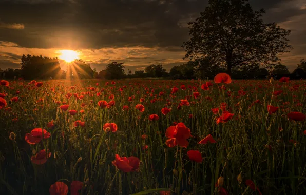 Picture field, summer, the sun, light, trees, sunset, flowers, red