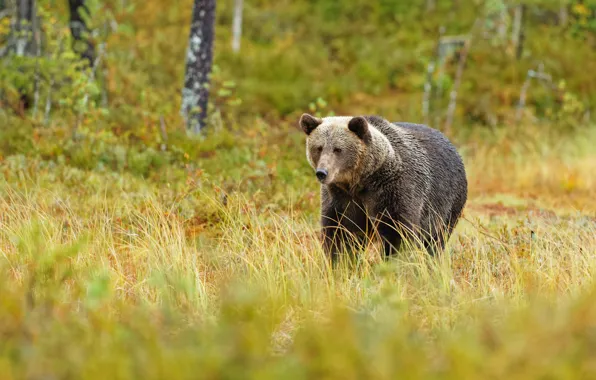 Picture autumn, forest, grass, glade, bear, walk