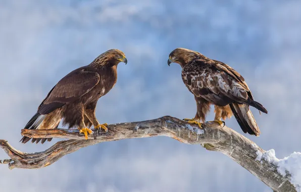 Winter, snow, birds, nature, eagle, two, branch, pair