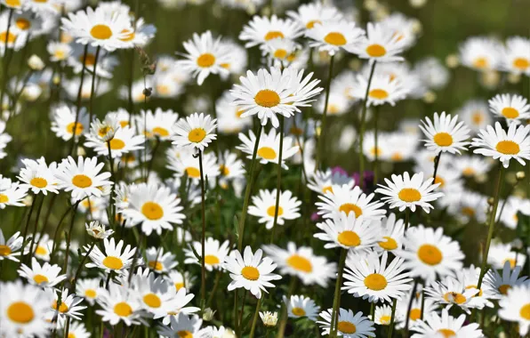 Field, chamomile, petals
