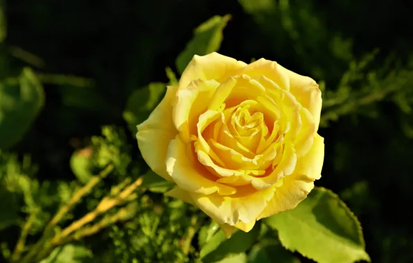 Flower, leaves, the dark background, rose, yellow, bokeh