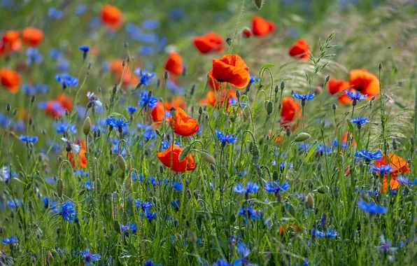 Summer, flowers, Maki, red, blue, cornflowers, poppy field