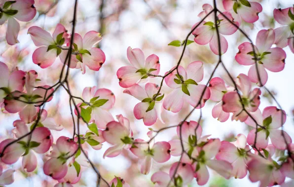 Flowers, branches, spring, flowering, dogwood