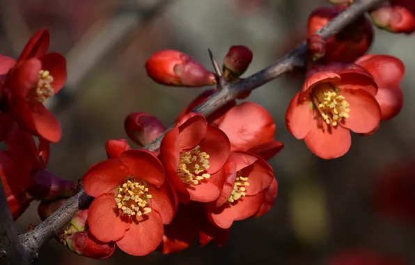 Picture nature, branch, spring