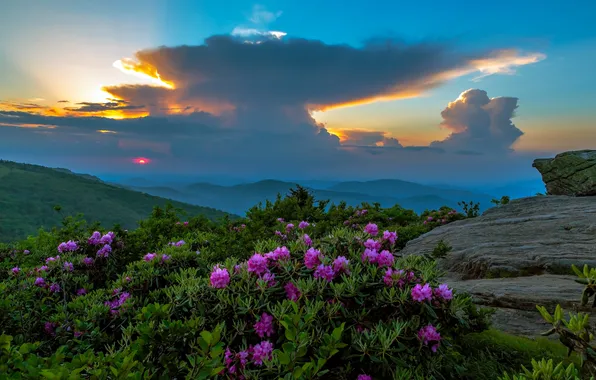 Picture the sky, landscape, flowers, mountains