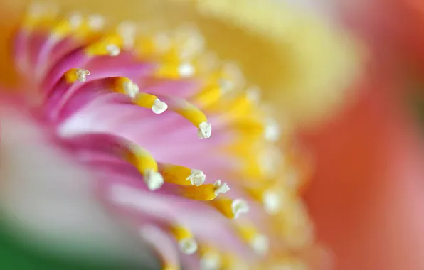 Macro, flowers, yellow, pink