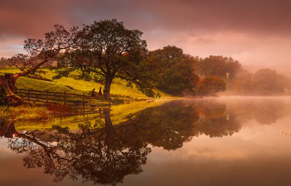 Picture trees, fog, lake, reflection
