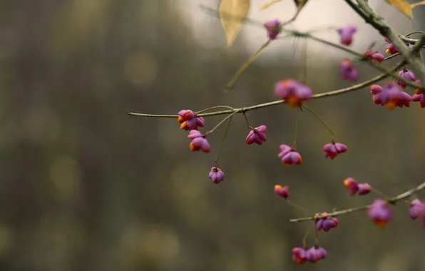 Autumn, nature, background
