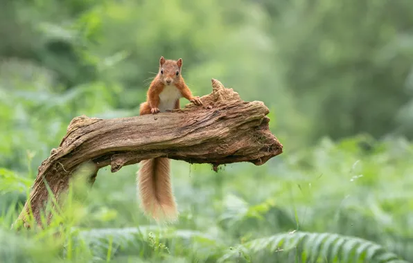 Picture forest, summer, protein