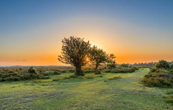 Picture field, summer, the sky, the sun, trees, sunset, branches, dawn