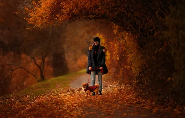 Picture autumn, girl, branches, nature, Park, foliage, dog, walk
