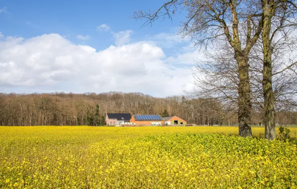 Field, forest, clouds, trees, flowers, branches, house, home