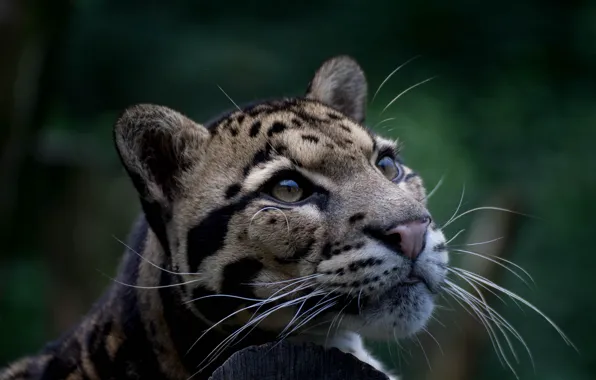 Look, predator, color, wild cat, clouded leopard