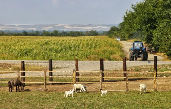 Tractor, farm, ranch